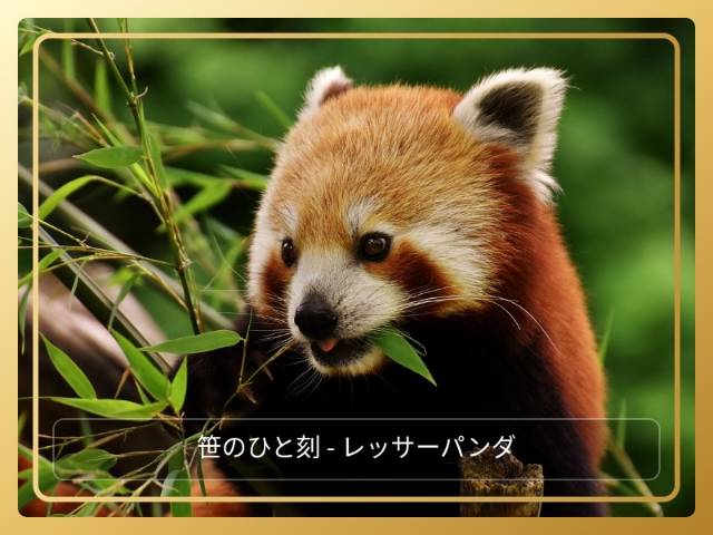 笹のひと刻 - レッサーパンダ