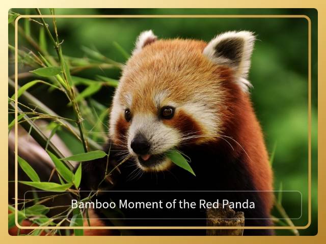 Bamboo Moment of the Red Panda